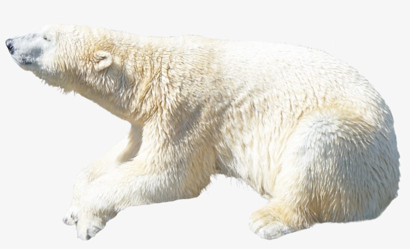 Detail Polar Bear No Background Nomer 10