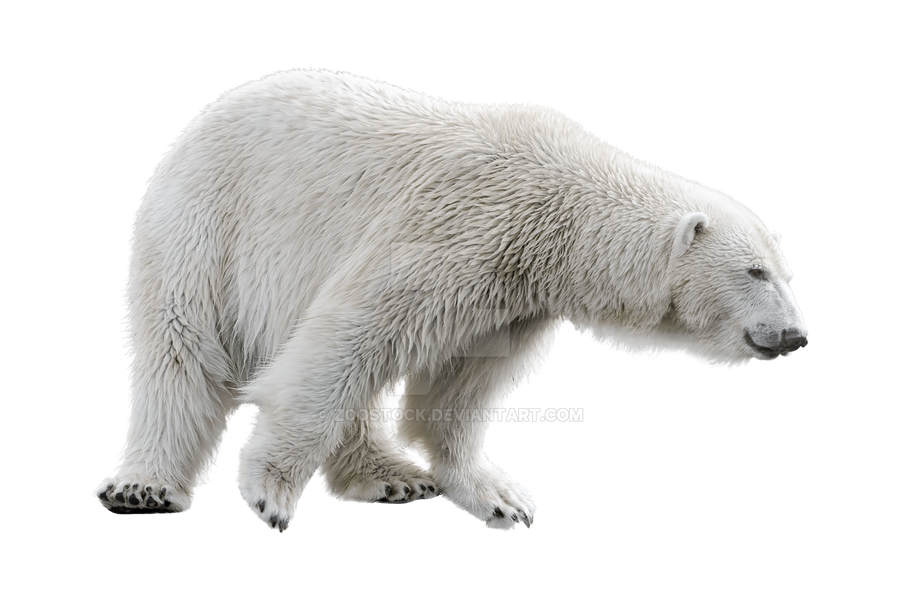 Detail Polar Bear No Background Nomer 23