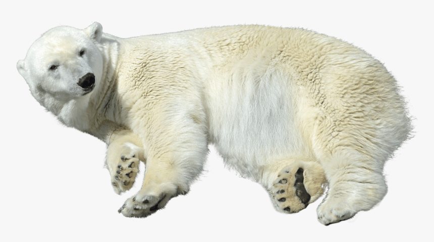 Detail Polar Bear No Background Nomer 52