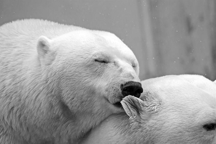 Detail Polar Bear Pictures Free Nomer 30