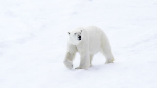 Detail Polar Bear Pictures Free Nomer 36