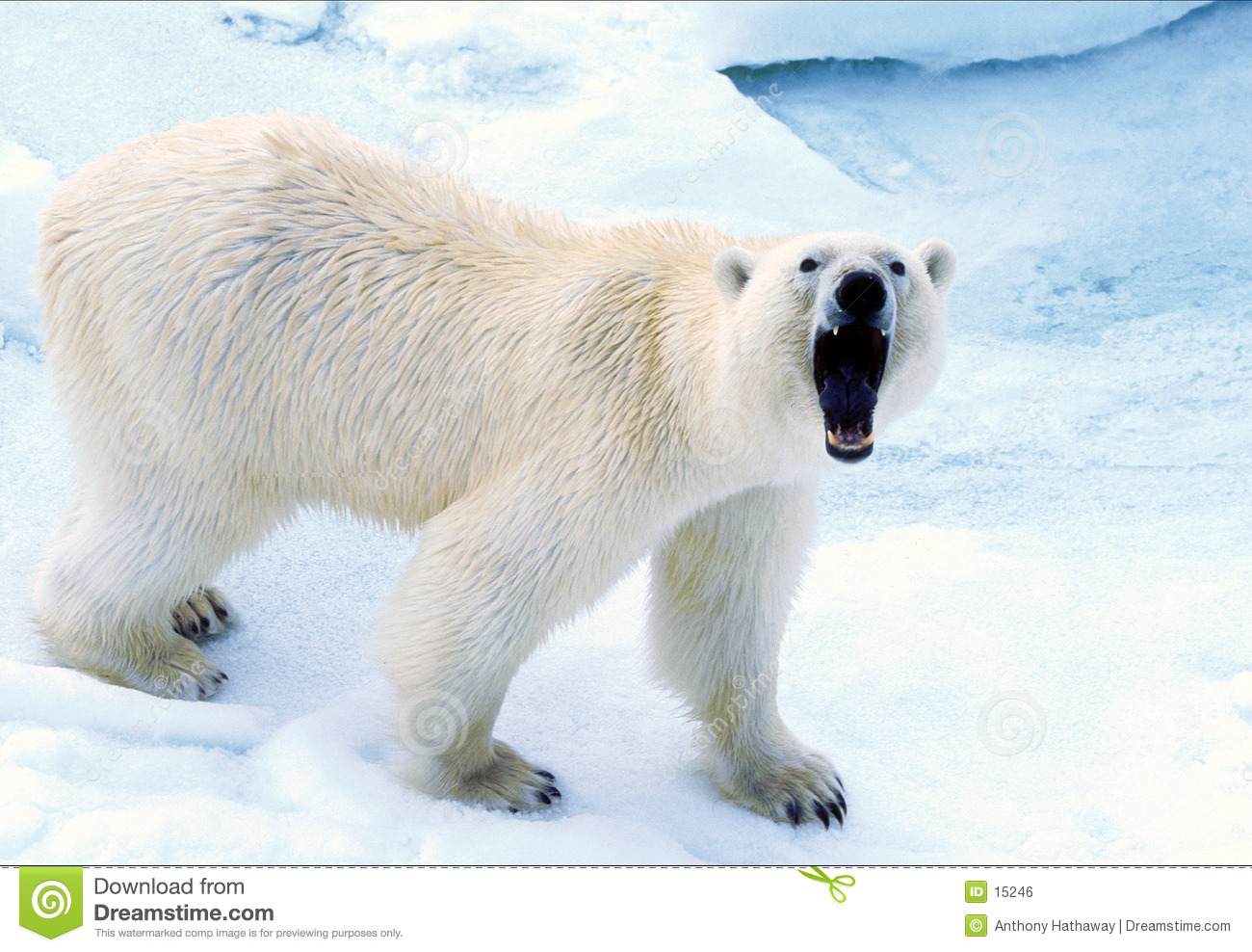 Detail Polar Bear Pictures Free Nomer 5