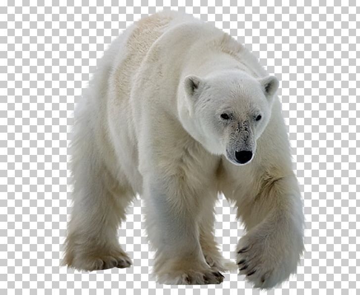 Detail Polar Bear Pictures Free Nomer 45