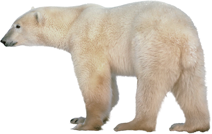 Detail Polar Bear Png Nomer 9