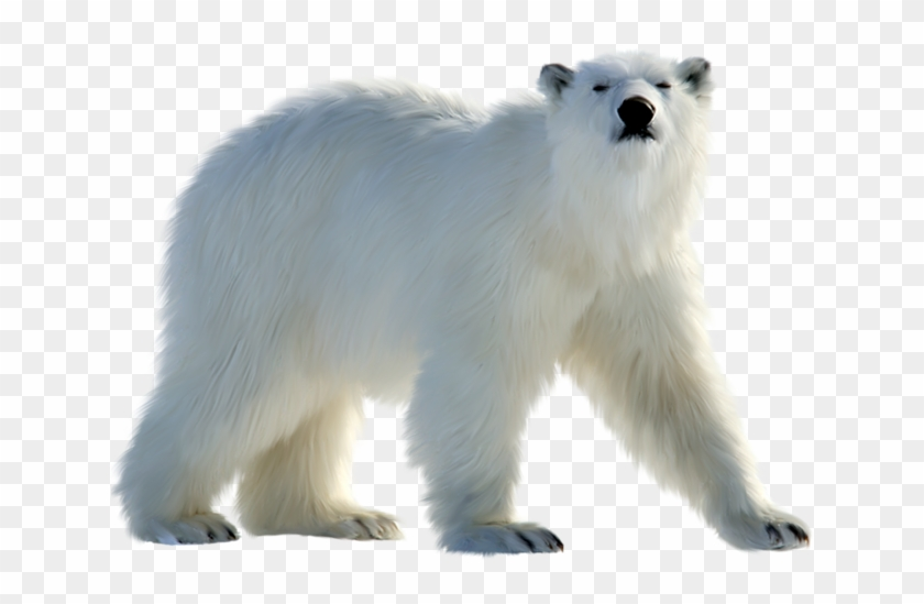 Detail Polar Bear Png Nomer 2