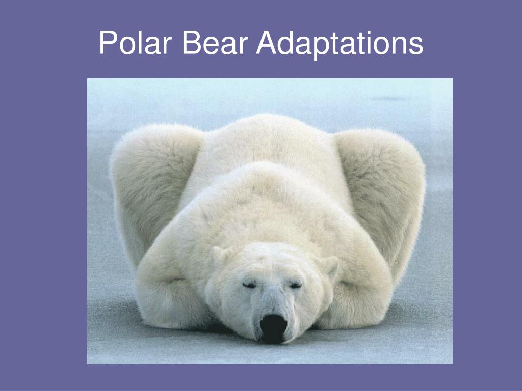 Detail Polar Bear Polar Bear What Do You Hear Powerpoint Nomer 20