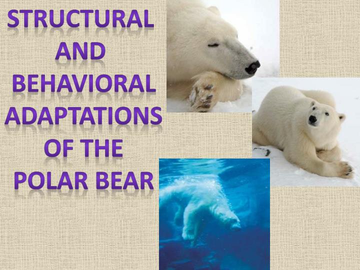 Detail Polar Bear Polar Bear What Do You Hear Powerpoint Nomer 42