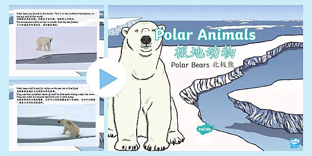 Detail Polar Bear Powerpoint Nomer 53