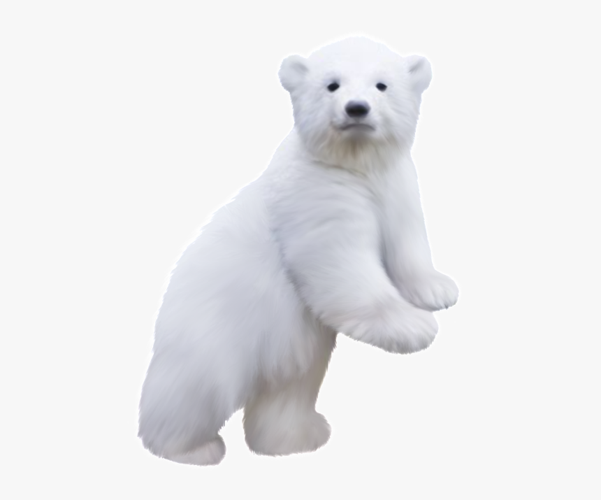 Detail Polar Bear Transparent Nomer 20