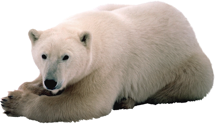 Detail Polar Bear Transparent Nomer 21