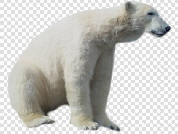 Detail Polar Bear Transparent Nomer 48