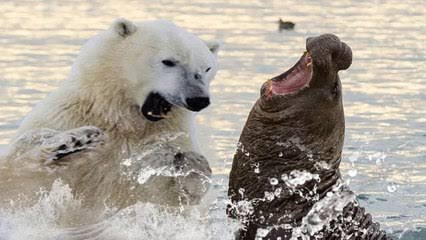 Detail Polar Bear Vs Leopard Seal Nomer 20