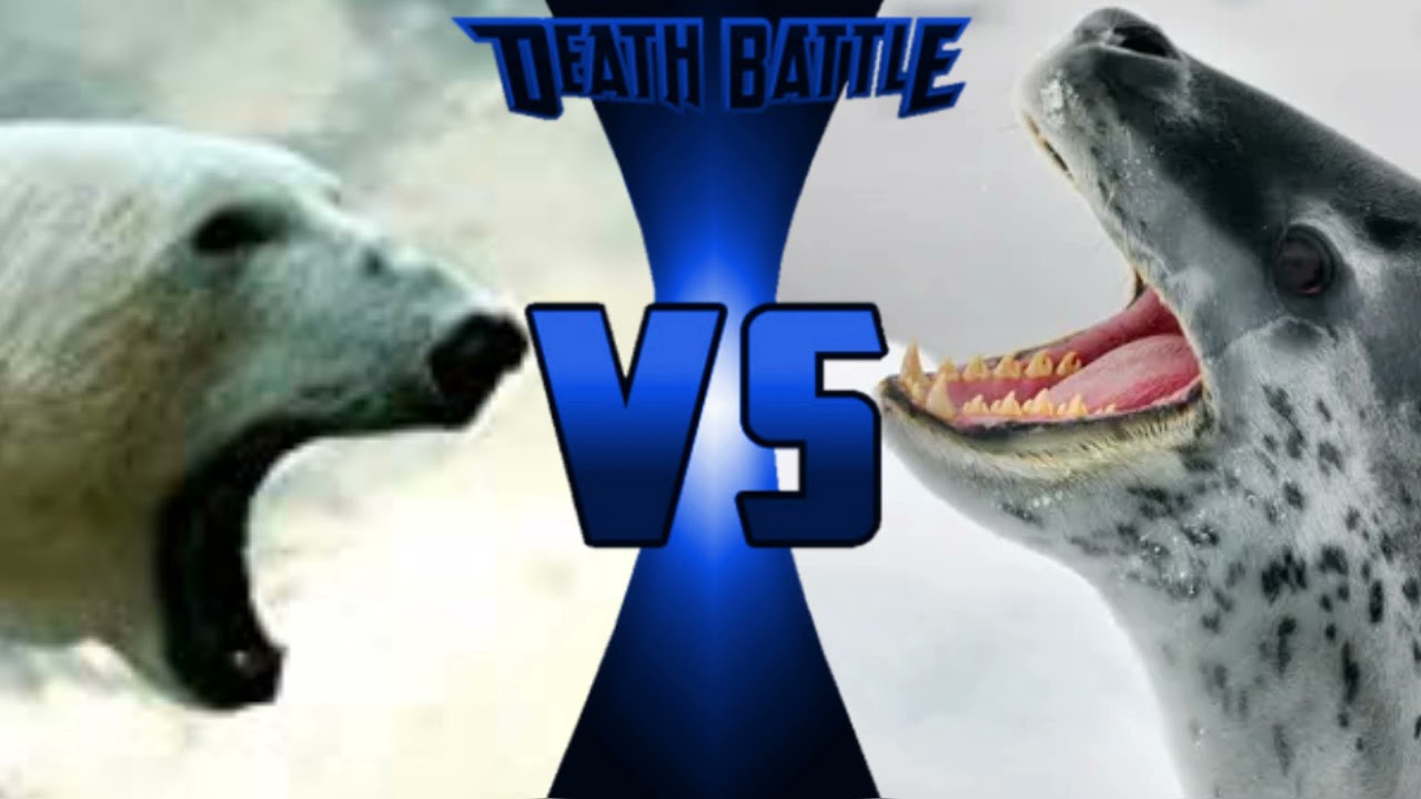 Detail Polar Bear Vs Leopard Seal Nomer 3