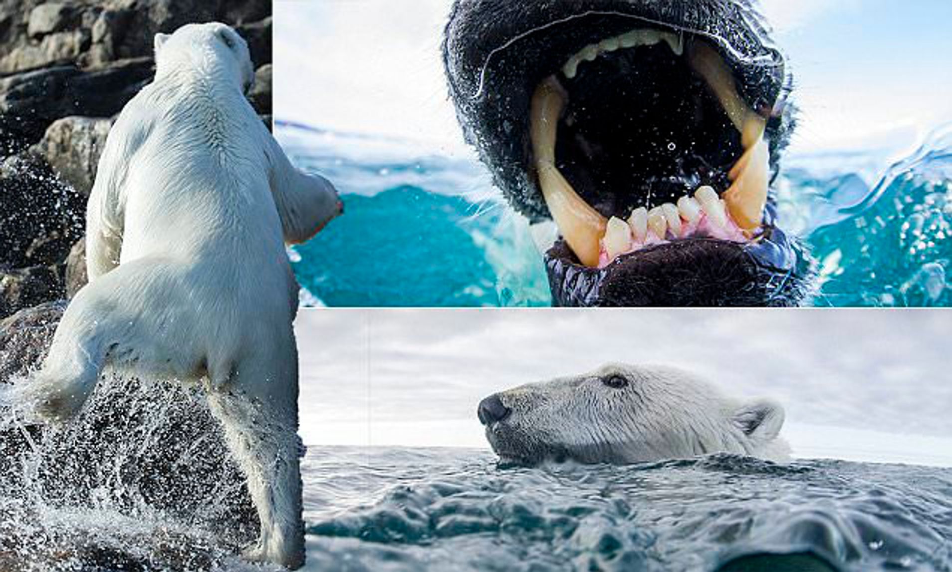 Detail Polar Bear Vs Leopard Seal Nomer 21