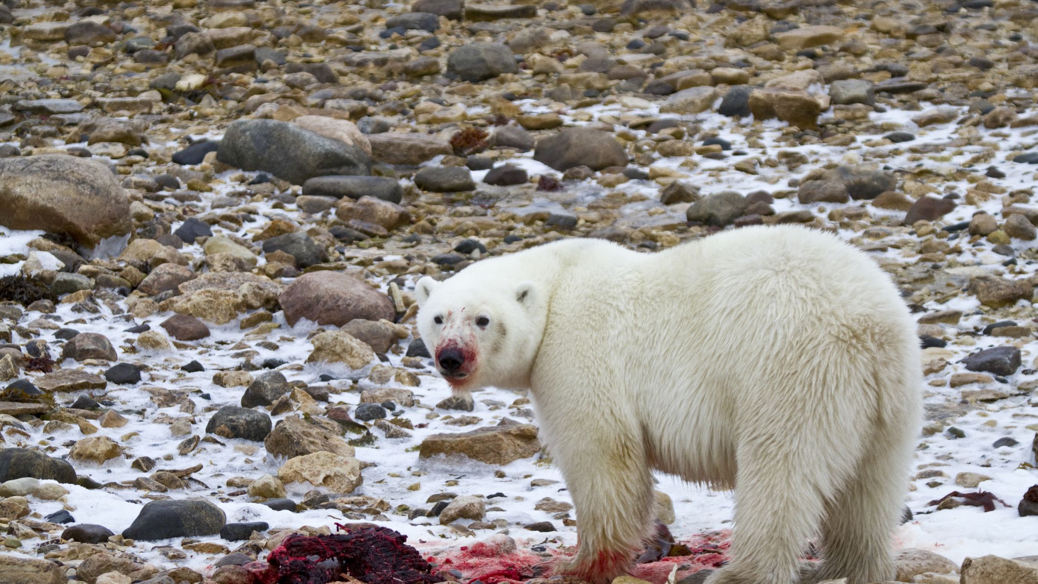 Detail Polar Bear Vs Leopard Seal Nomer 23