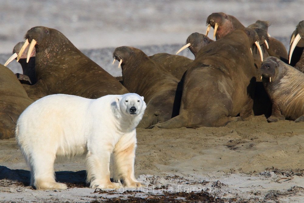 Detail Polar Bear Vs Leopard Seal Nomer 7