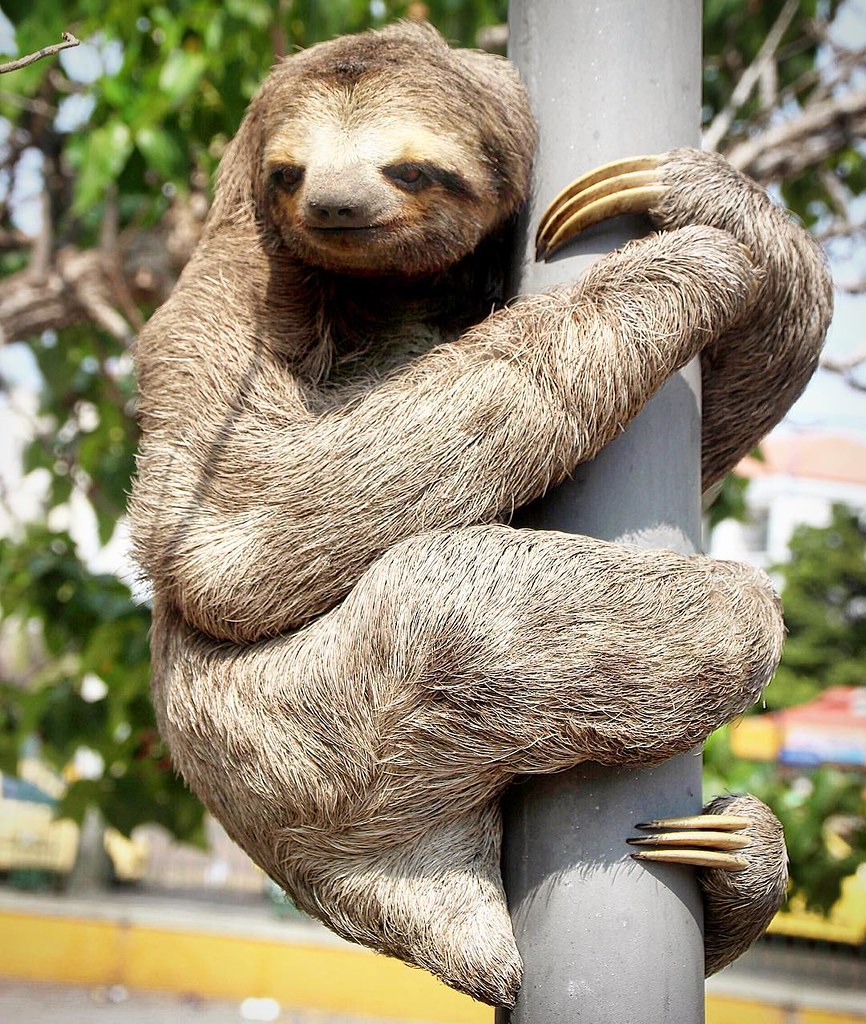 Detail Pole Dancing Sloth Nomer 23