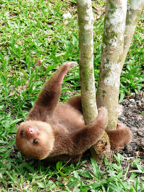 Detail Pole Dancing Sloth Nomer 49