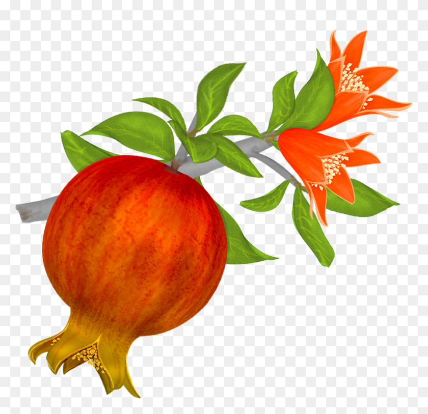 Detail Pomegranate Clipart Nomer 29