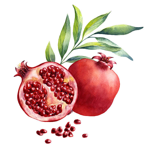 Detail Pomegranate Clipart Nomer 31