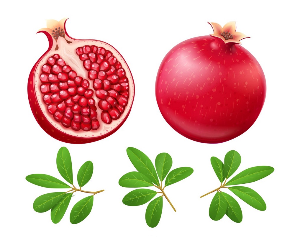 Detail Pomegranate Clipart Nomer 37