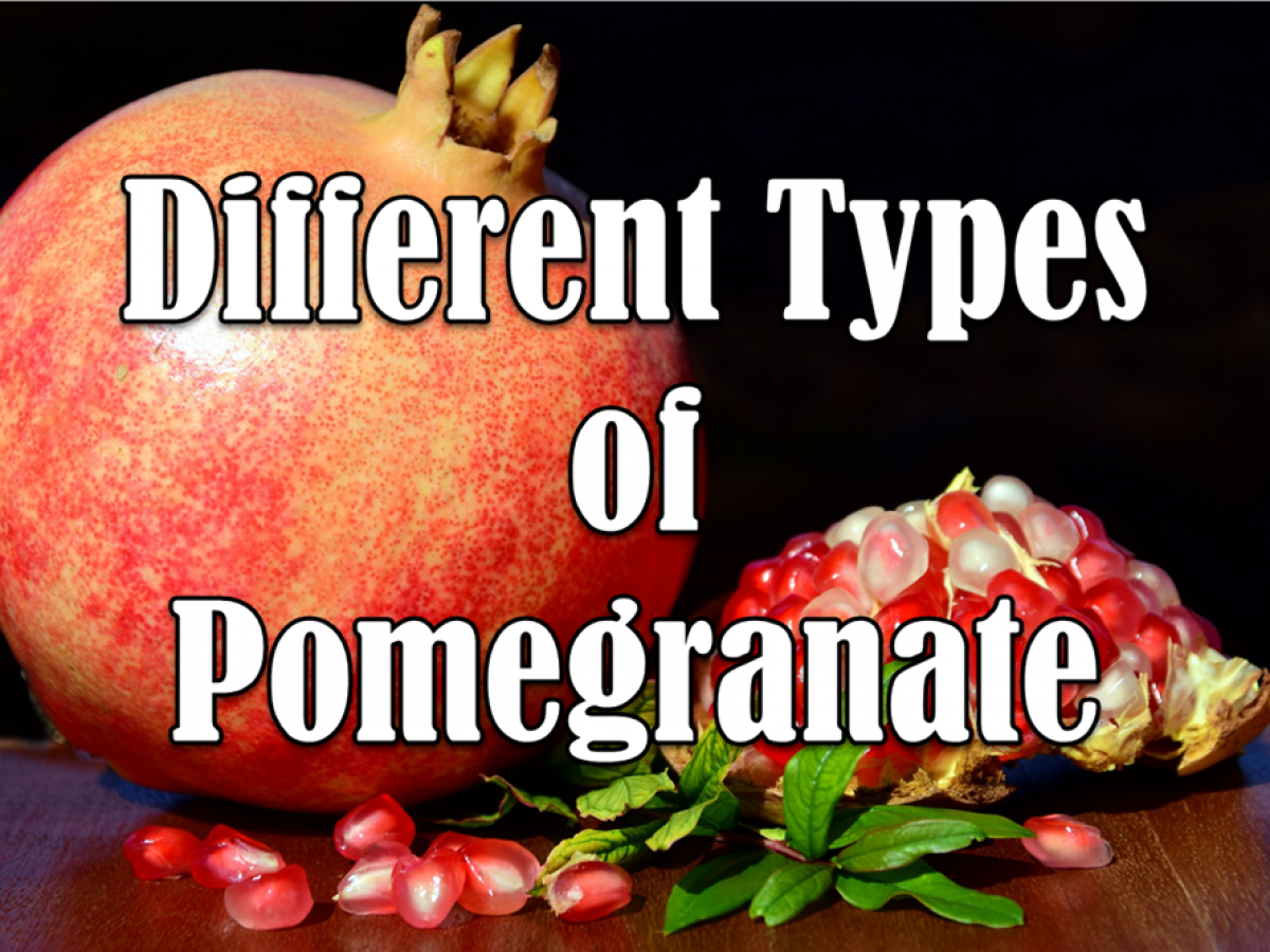Detail Pomegranate Image Nomer 42