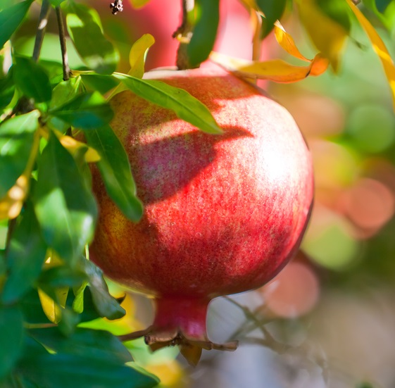 Detail Pomegranate Images Nomer 41