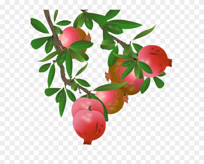 Detail Pomegranate Tree Clipart Nomer 28