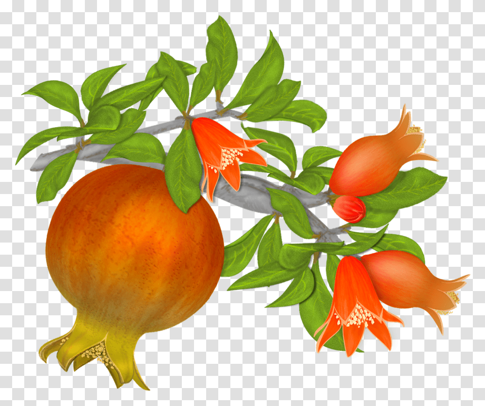 Detail Pomegranate Tree Clipart Nomer 31