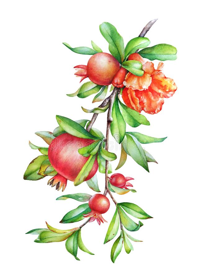 Detail Pomegranate Tree Clipart Nomer 39
