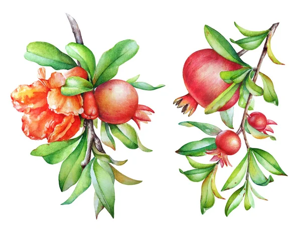 Detail Pomegranate Tree Clipart Nomer 57