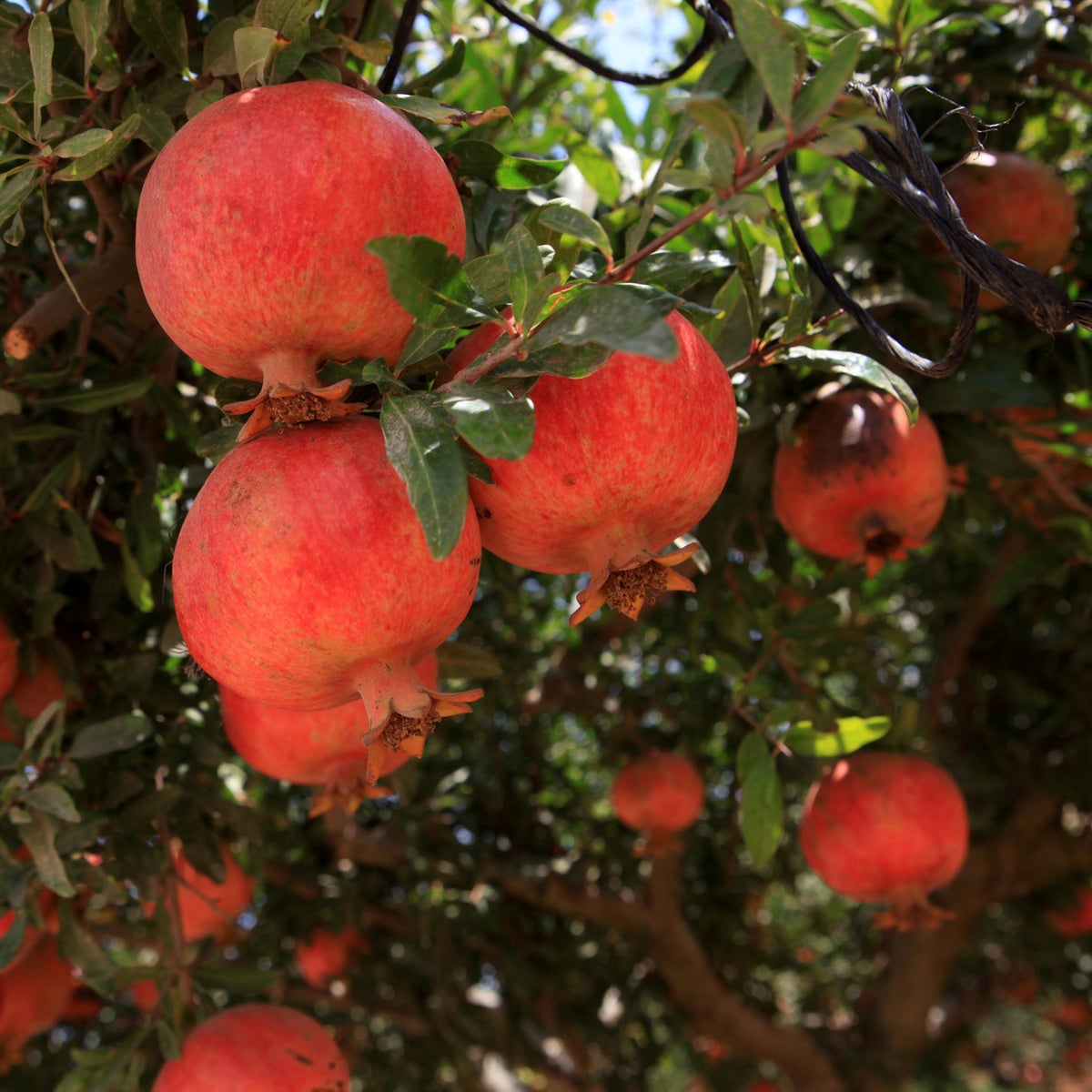 Detail Pomegranates Images Nomer 27