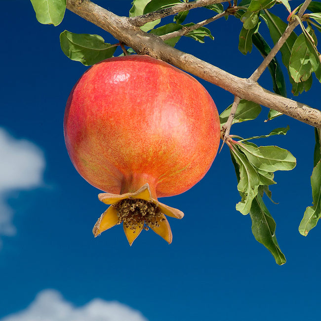 Detail Pomegrante Picture Nomer 46