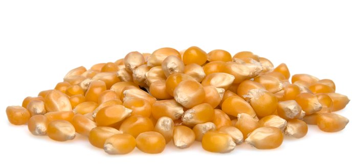 Popcorn Kernel Image - KibrisPDR