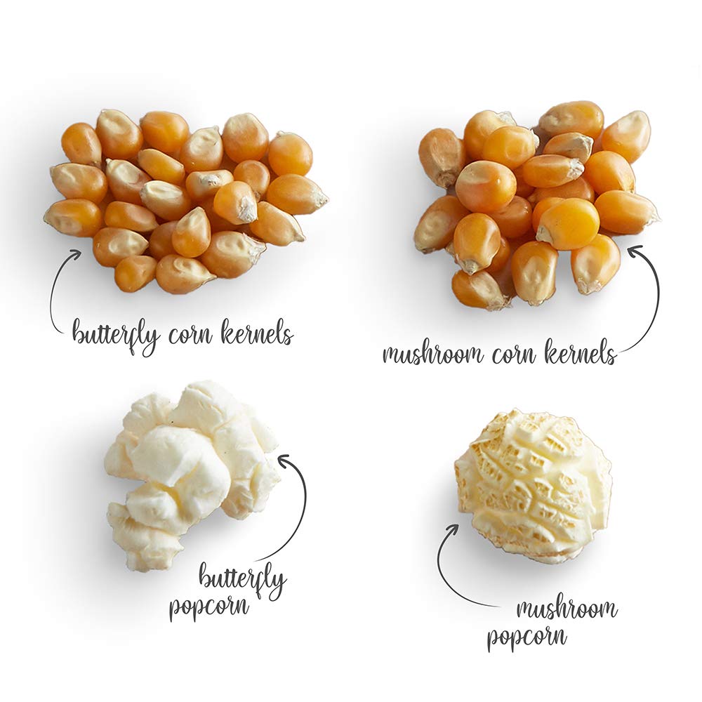 Detail Popcorn Kernel Image Nomer 11