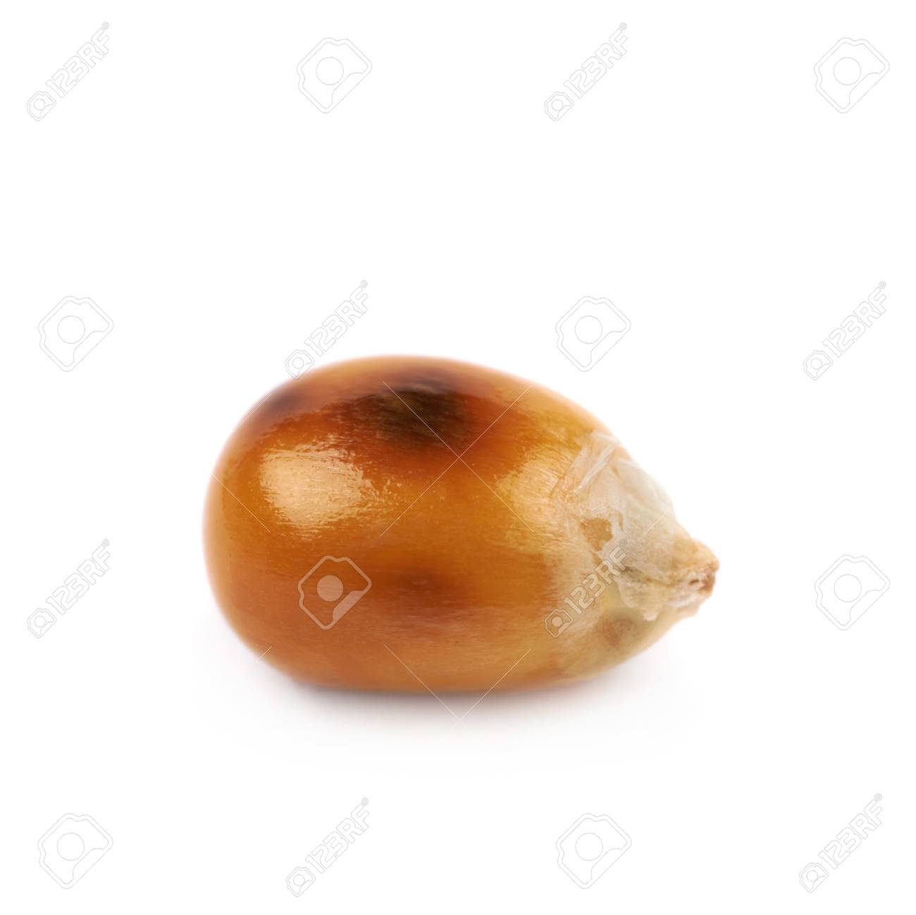 Detail Popcorn Kernel Image Nomer 16