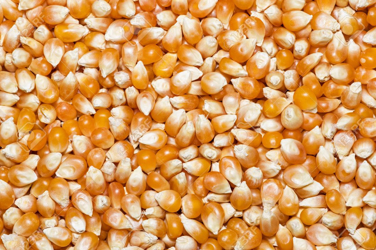 Detail Popcorn Kernel Image Nomer 23