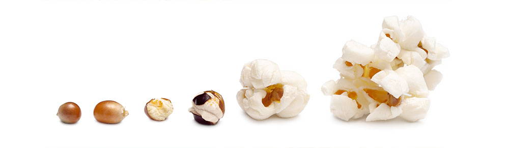 Detail Popcorn Kernel Image Nomer 28