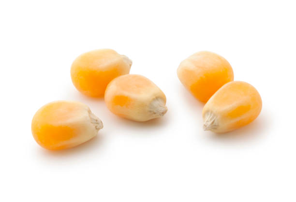 Detail Popcorn Kernel Image Nomer 5