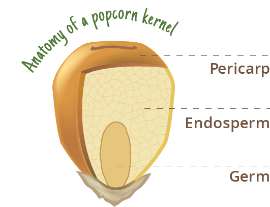 Detail Popcorn Kernel Image Nomer 53