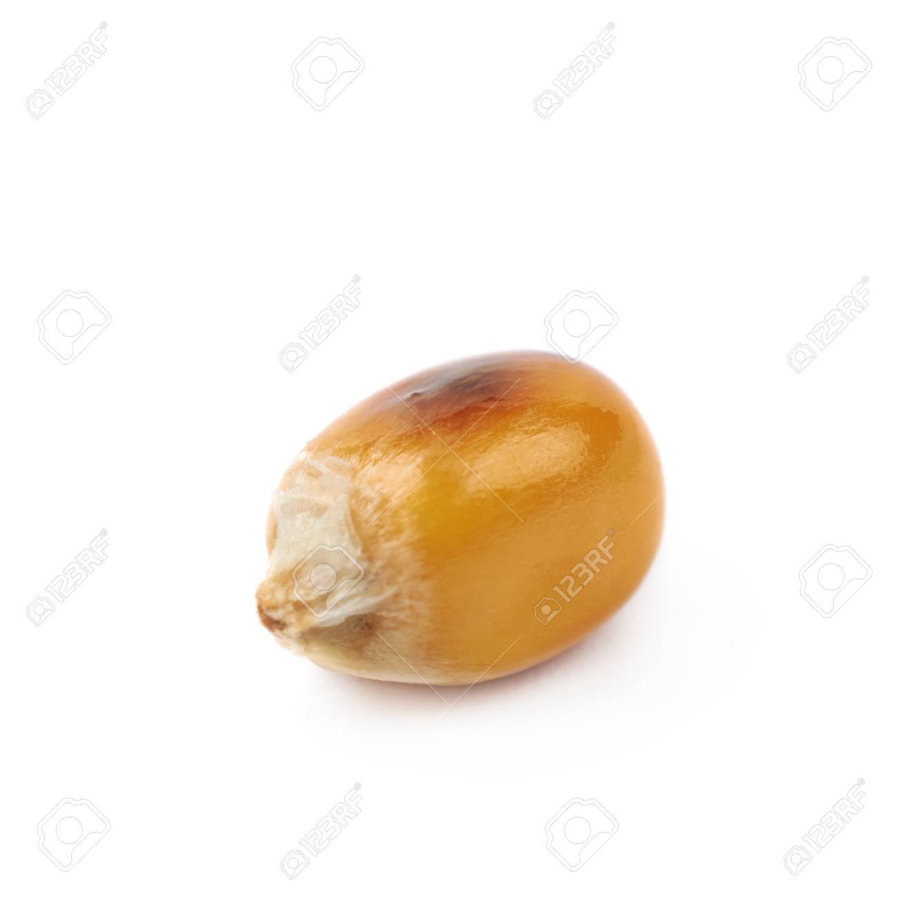 Detail Popcorn Kernel Image Nomer 7