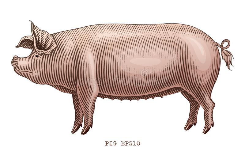 Detail Pork Clipart Nomer 23
