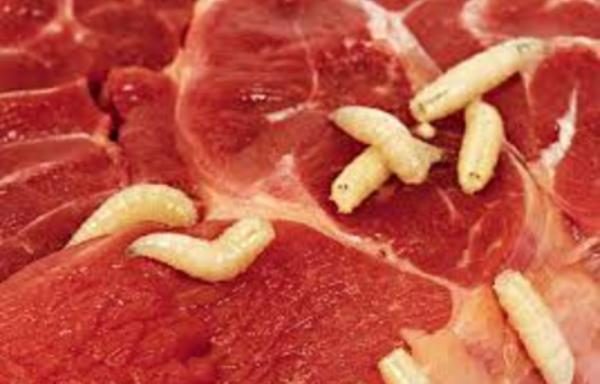 Pork Coca Cola Maggots - KibrisPDR