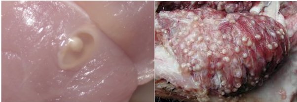 Detail Pork Coca Cola Maggots Nomer 12