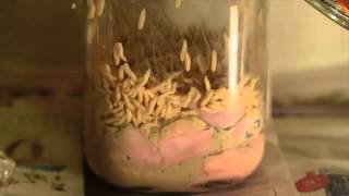 Detail Pork Coca Cola Maggots Nomer 28