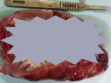 Detail Pork Coca Cola Maggots Nomer 47