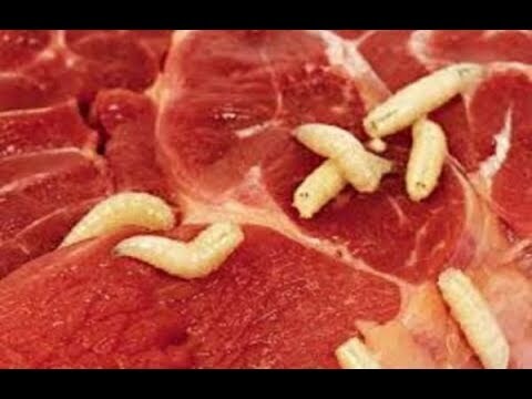 Detail Pork Coca Cola Maggots Nomer 48