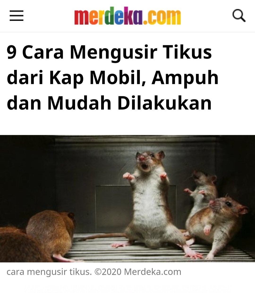 Detail Posisi Gambar Tikus Di Atas Kandang Nomer 37