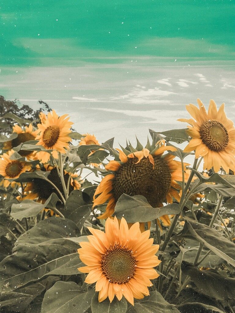 Poster Bunga Matahari - KibrisPDR