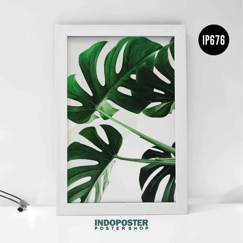 Detail Poster Daun Monstera Nomer 36